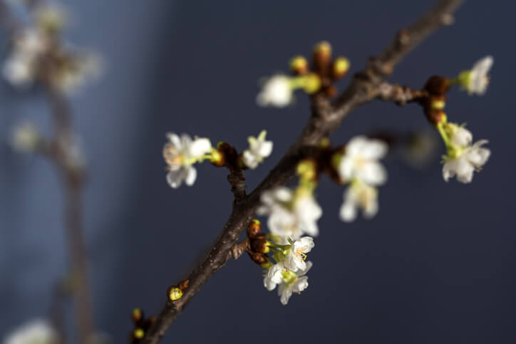 Barbarazweige zu Weihnachten