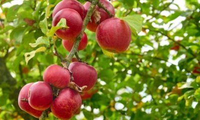 Baumtagebuch für den Apfelbaum - so funktioniert es