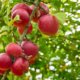 Baumtagebuch für den Apfelbaum - so funktioniert es