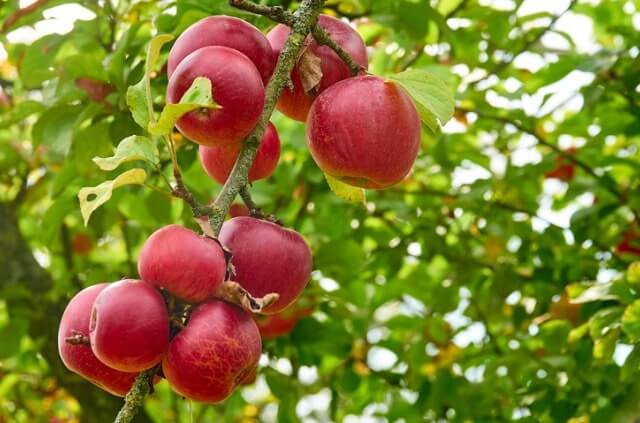 Baumtagebuch für den Apfelbaum - so funktioniert es