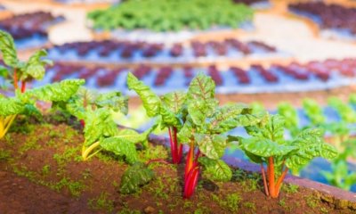 Beet am Hang richtig anlegen