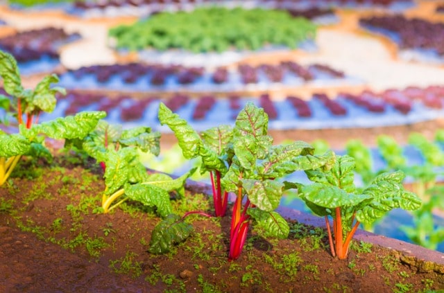 Beet am Hang richtig anlegen