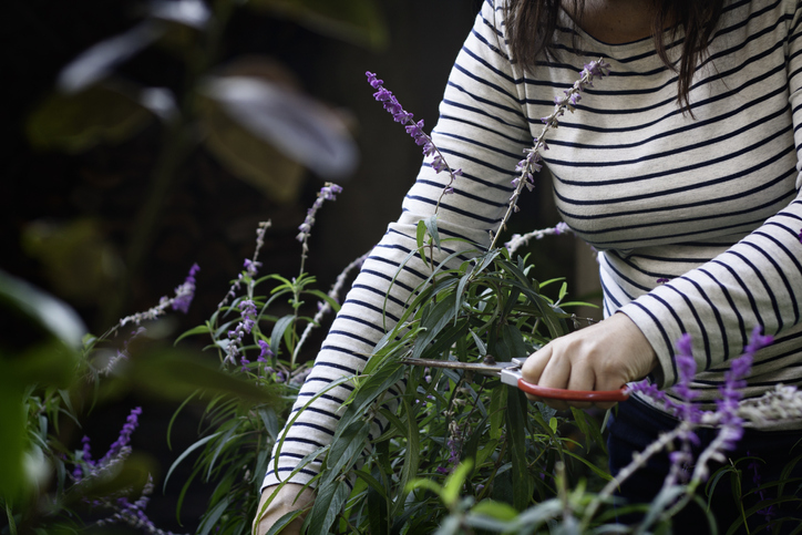 Benötigt Ziersalbei einen Rückschnitt