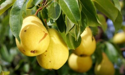 Birnbaum im Kübel düngen