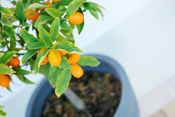 Blattfall bei der Kumquat durch Über- oder Unterdüngung