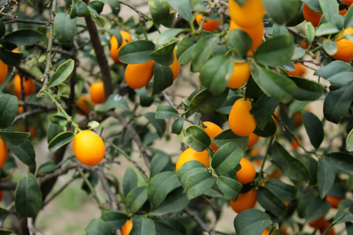 Blattfall bei der Kumquat durch den falschen Standort