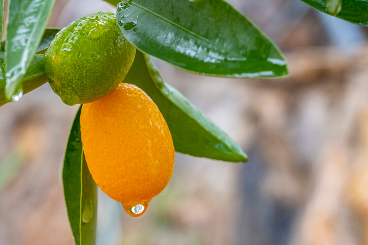 Blattfall bei der Kumquat durch zu viel Nässe