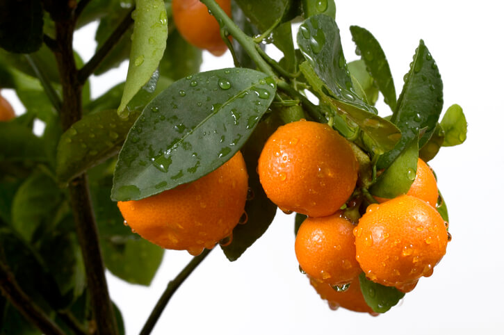 Blattfall der Calamondin durch Nässe und Kälte