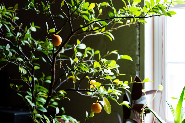 Blattfall der Calamondin durch den falschen Standort