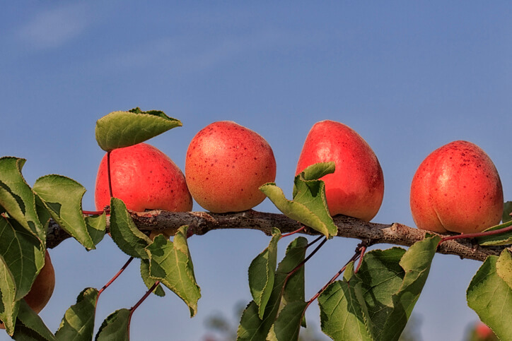 Blattfall durch ungünstigen Standort