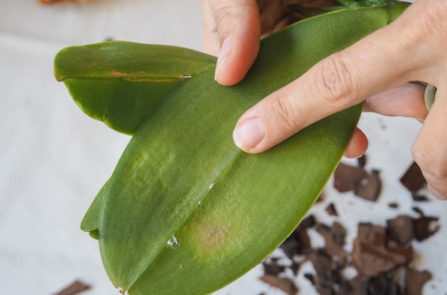 Blattläuse an Orchideen bekämpfen