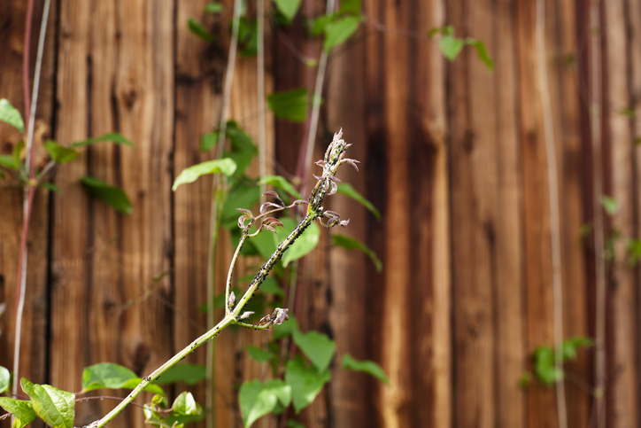 Blattläuse an der Clematis