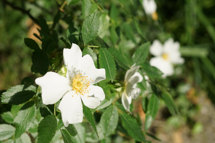 Blüte, Reife und Erntezeit der Hagebutte