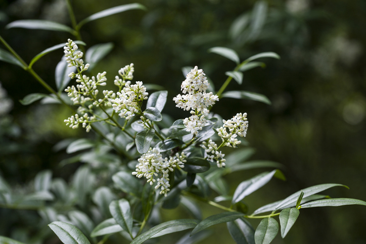 Blüten und Samen