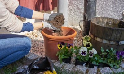 Blumenerde entsorgen - so gehen Sie richtig vor!