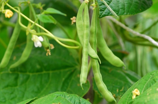 Bohnen in Mischkultur anbauen - die richtigen Nachbarn