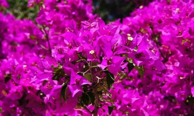 Bougainvillea mit Hausmitteln düngen