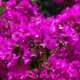 Bougainvillea mit Hausmitteln düngen