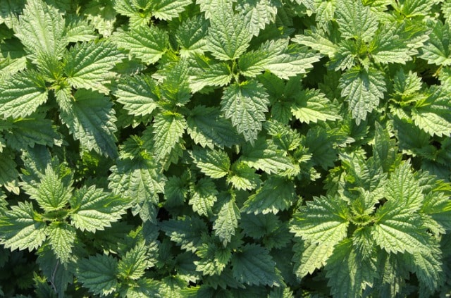 Brennnessel gegen Blattläuse einsetzen