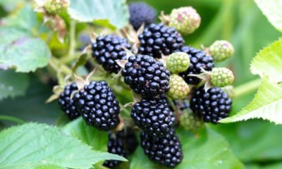 Brombeeren richtig düngen