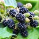 Brombeeren richtig düngen