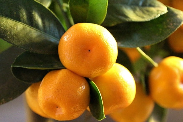 Calamondin verliert Blätter- was tun