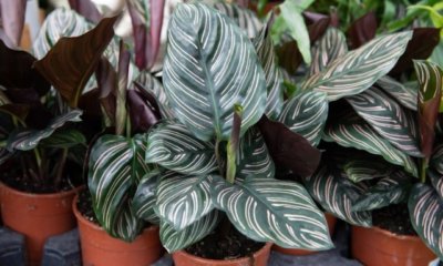 Calathea als Zimmerpflanze pflegen