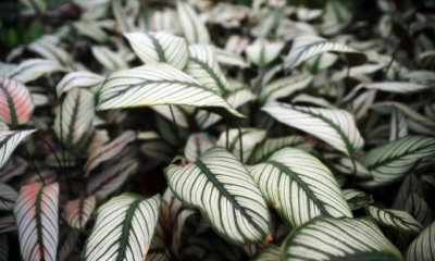 Calathea richtig vermehren