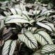Calathea richtig vermehren