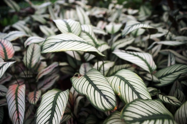 Calathea richtig vermehren