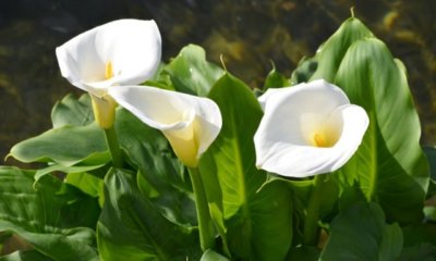 Calla richtig aus Samen ziehen