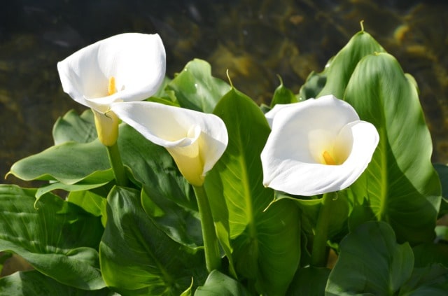Calla richtig aus Samen ziehen