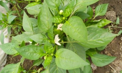 Chili Blüten werden gelb und fallen ab - was tun