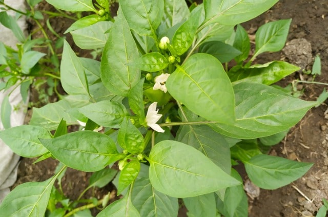 Chili Blüten werden gelb und fallen ab - was tun