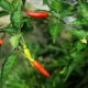 Chili Pflanzen bekommen gelbe Blätter - was tun