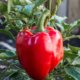 Chili pflanzen Gewächshaus oder Freiland