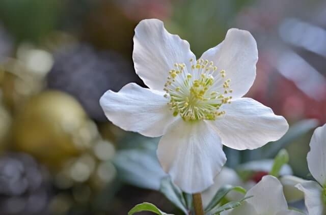 Christrosen düngen