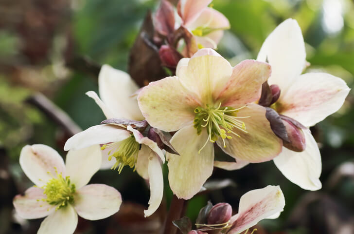 Christrosen im Garten richtig düngen