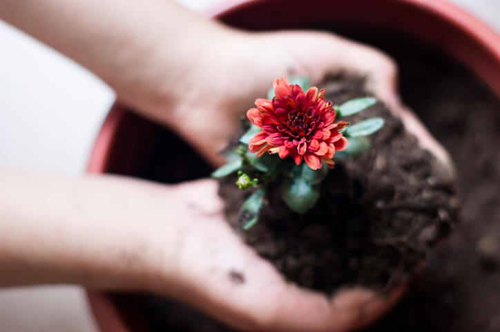 Chrysanthemen im Haus vorziehen