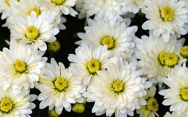 Chrysanthemen richtig schneiden