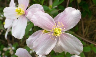 Clematis Montana richtig schneiden