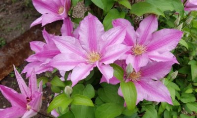 Clematis als Bodendecker - welche Sorten passen am besten