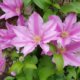 Clematis als Bodendecker - welche Sorten passen am besten