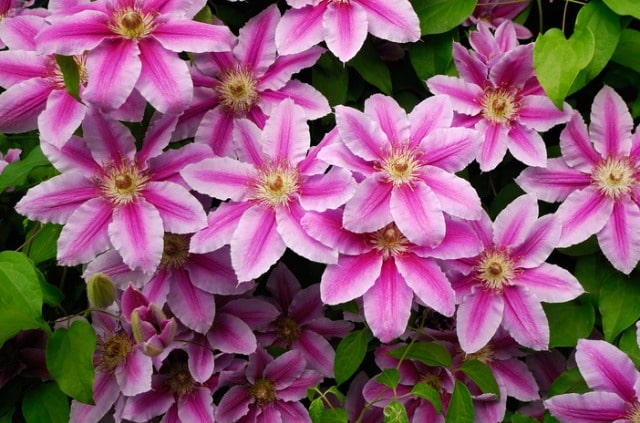 Clematis in Hecke wachsen lassen - Tipps & Wissenswertes