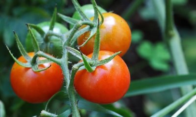 Cocktailtomaten auf dem Balkon anbauen