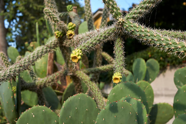 Cylindropuntia imbricata