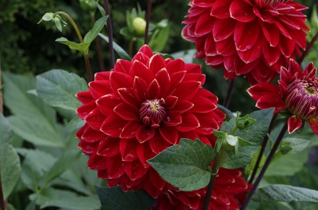 Dahlien durch Stecklinge oder Samen vermehren