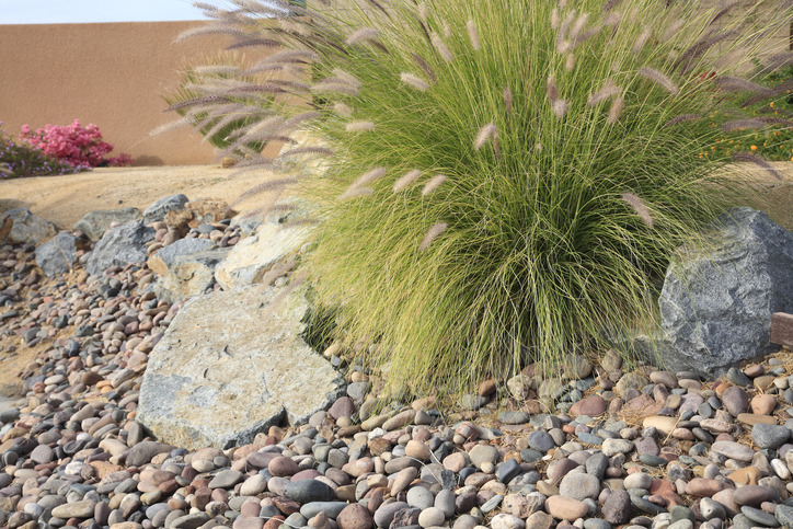 Das Kiesbeet mit Gräsern bepflanzen