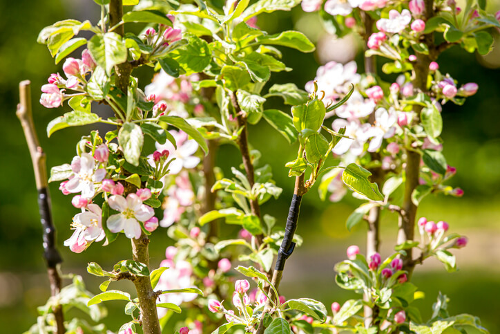 Das muss bei Birnbäumen im Kübel allgemein beachtet werden