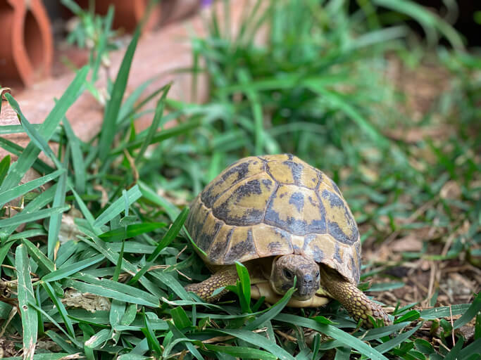 Das perfekte Zuhause für Schildkröten 